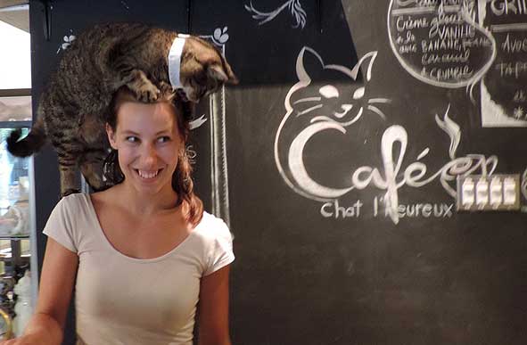 Montreal's Cat Café