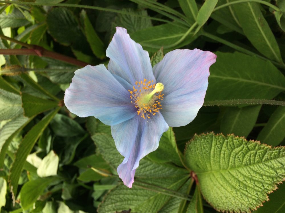 Northern Ireland Rowallane Blue Poppy