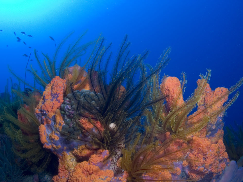 Underwater Dominica