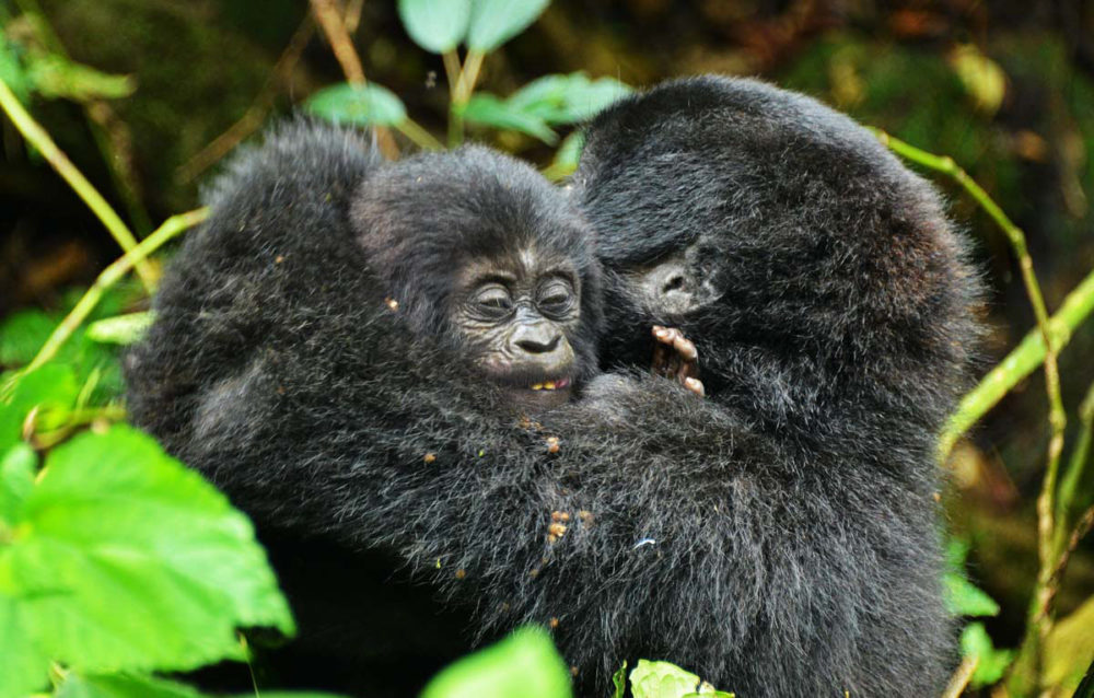 Family of gorillas in Uganda