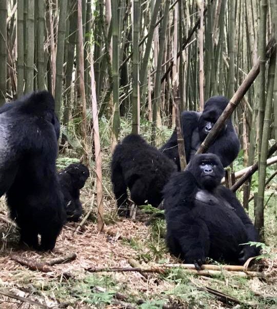 Gorillas of Uganda