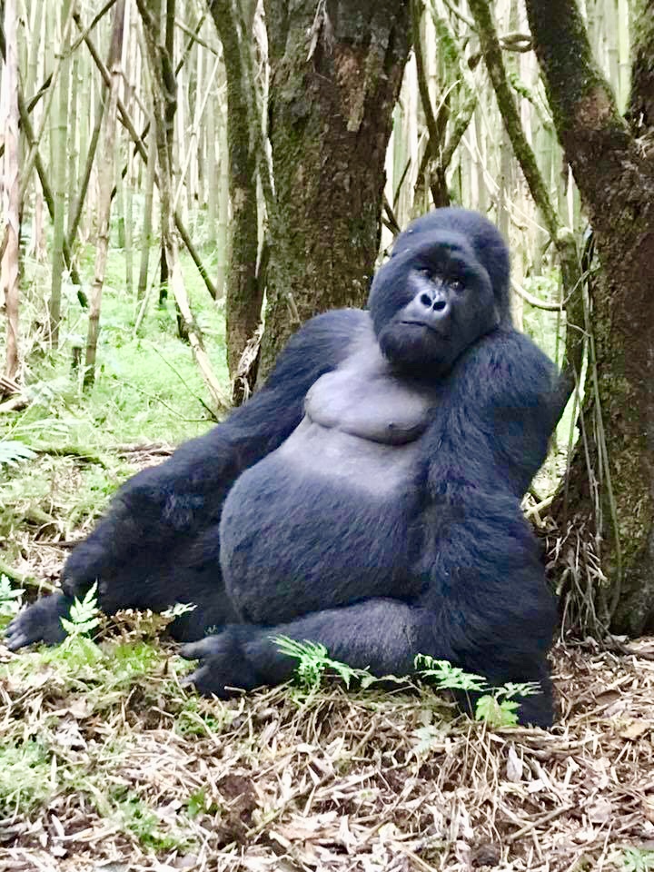 Silverback gorilla Uganda
