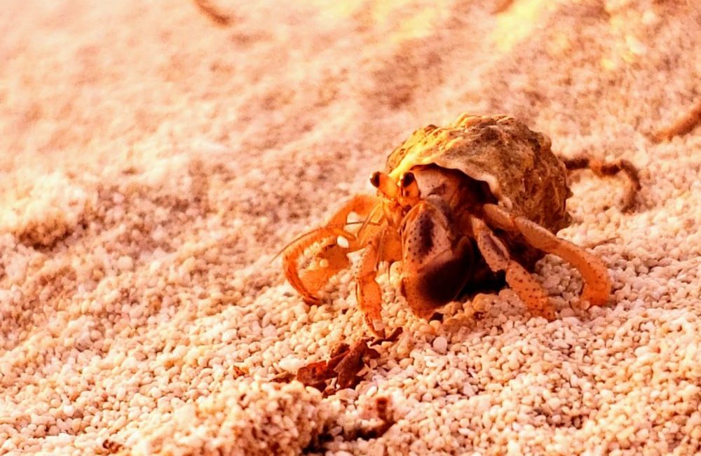 Bahamas hermit crabs
