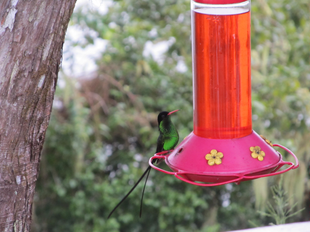 Hummingbird in the Blue Mountains