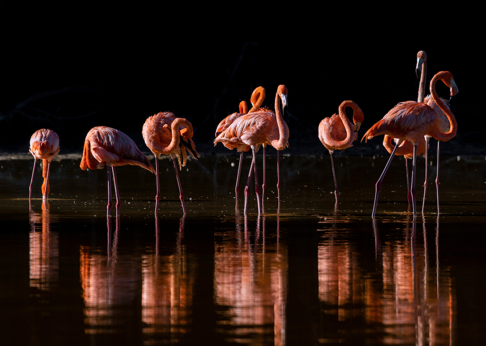 Pink flamingos in water