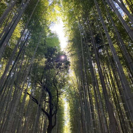 The sun peaks through Bamboo Forest in Tokyo
